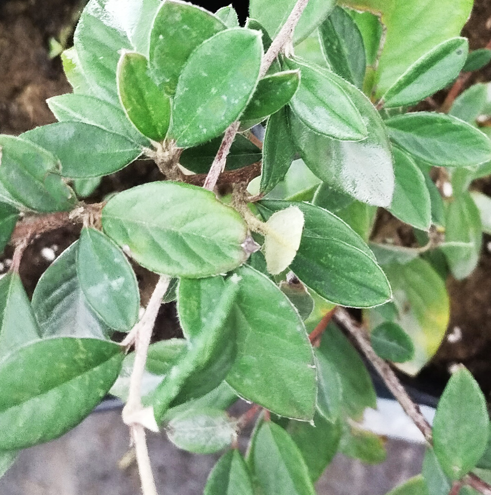 пираканта (pyracantha) с2 - Пираканта - 400 ₽