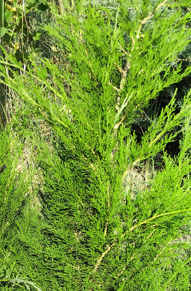 можжевельник казацкий тамарисцифолия (juniperus sabina) h 0.2-0.4м; d 60-80см, ком - Почвопокровный - 5 000 ₽