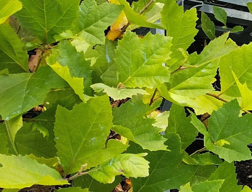 платан кленолистный (platanus × acerifolia) с2 - Платан - 1 000 ₽