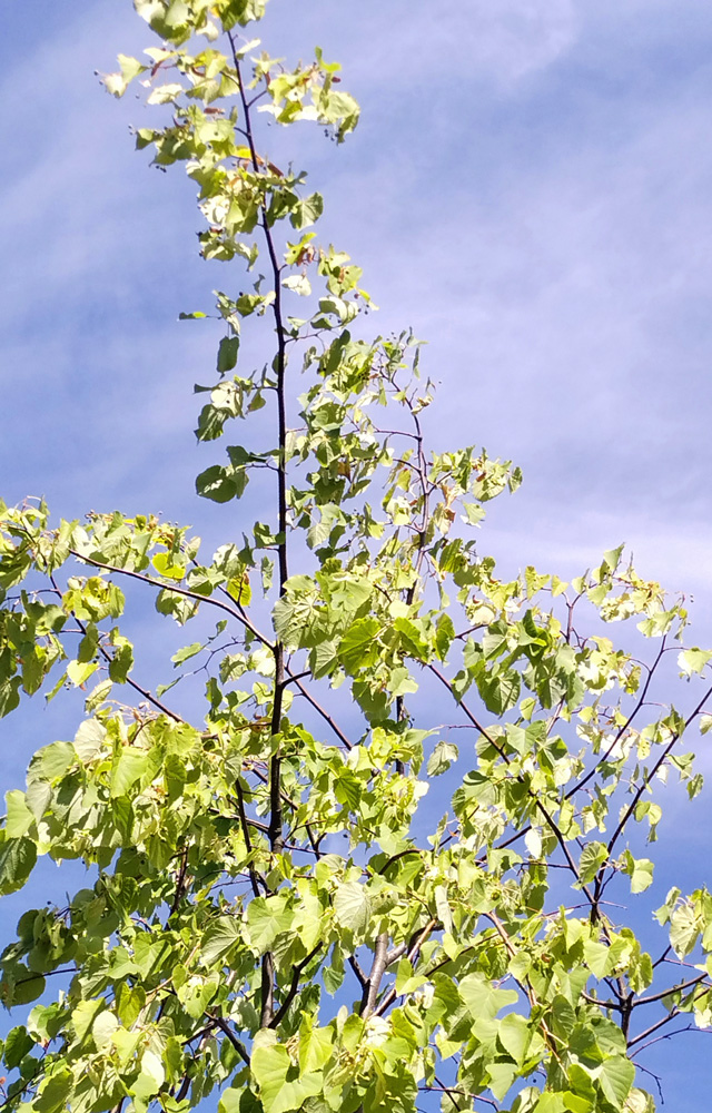 Липа обыкновенная/европейская (Tilia × europaea) 5,0 м+ (ком)