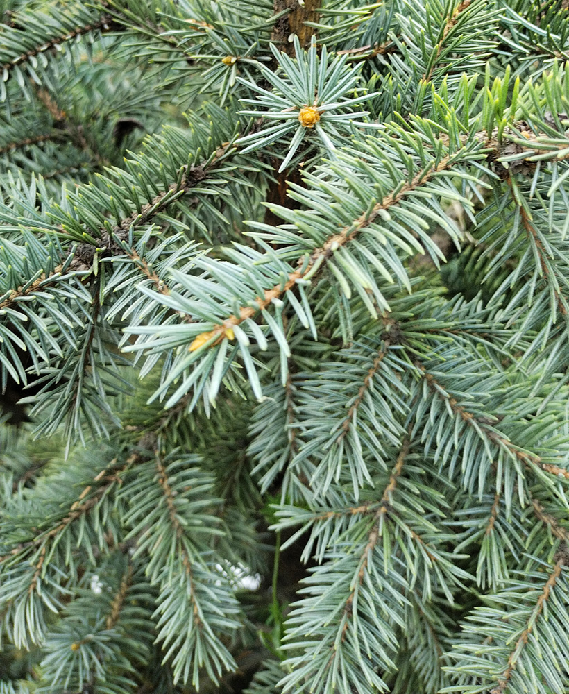 Ель колючая (Picea pungens), 1,5 м + (ком)
