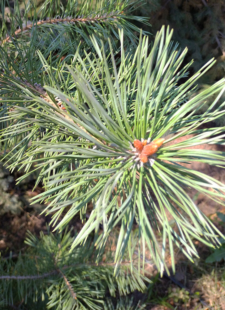 Ель колючая (Picea pungens) Нана, 1м + (ком)