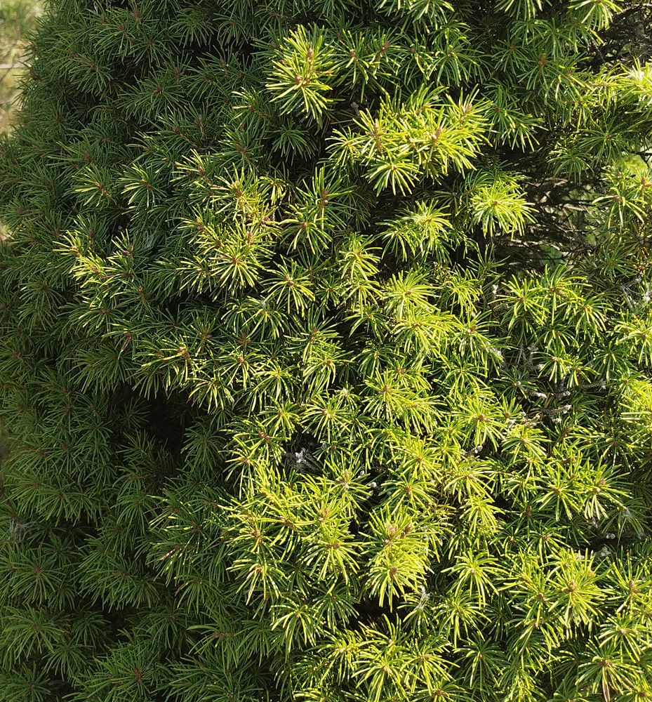 Ель канадская Коника (Picea glauca Conica) 0,7-1,0м (ком)