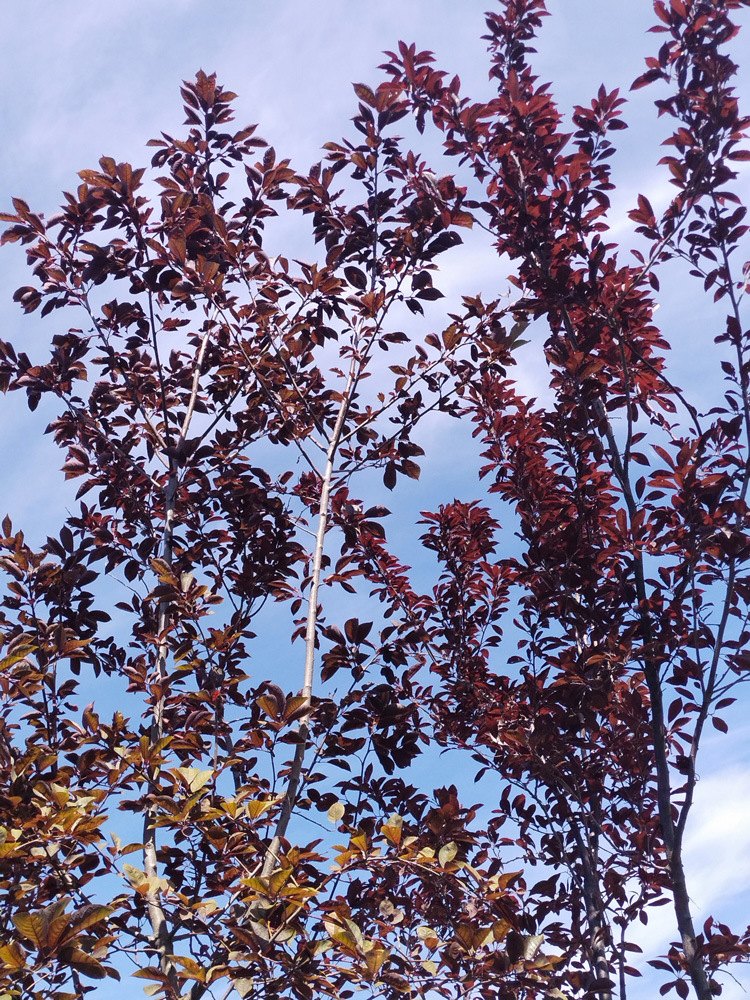 Черемуха виргинская "Шуберт" (Prunus virginiana 'Shubert') 2.0-3.4 м (питомник)