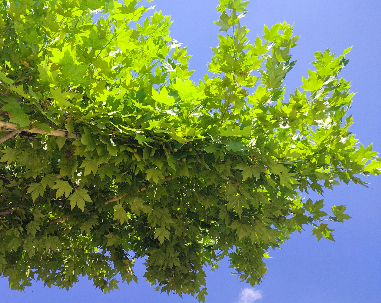 платан кленолистный (platanus × acerifolia)стриженный h 2.5-3,0м; d 1,0-1,5 с25 - Платан - 8 000 ₽