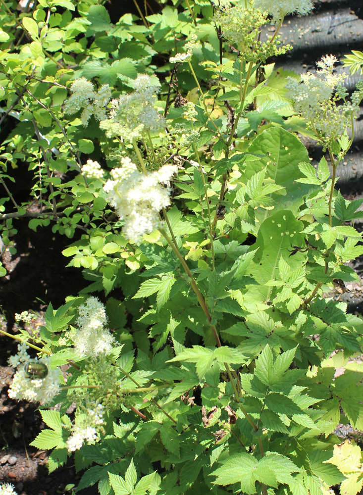 лабазник вязолистный вариегата 1е (filipendula ulmaria variegata) - Лабазник - 500 ₽