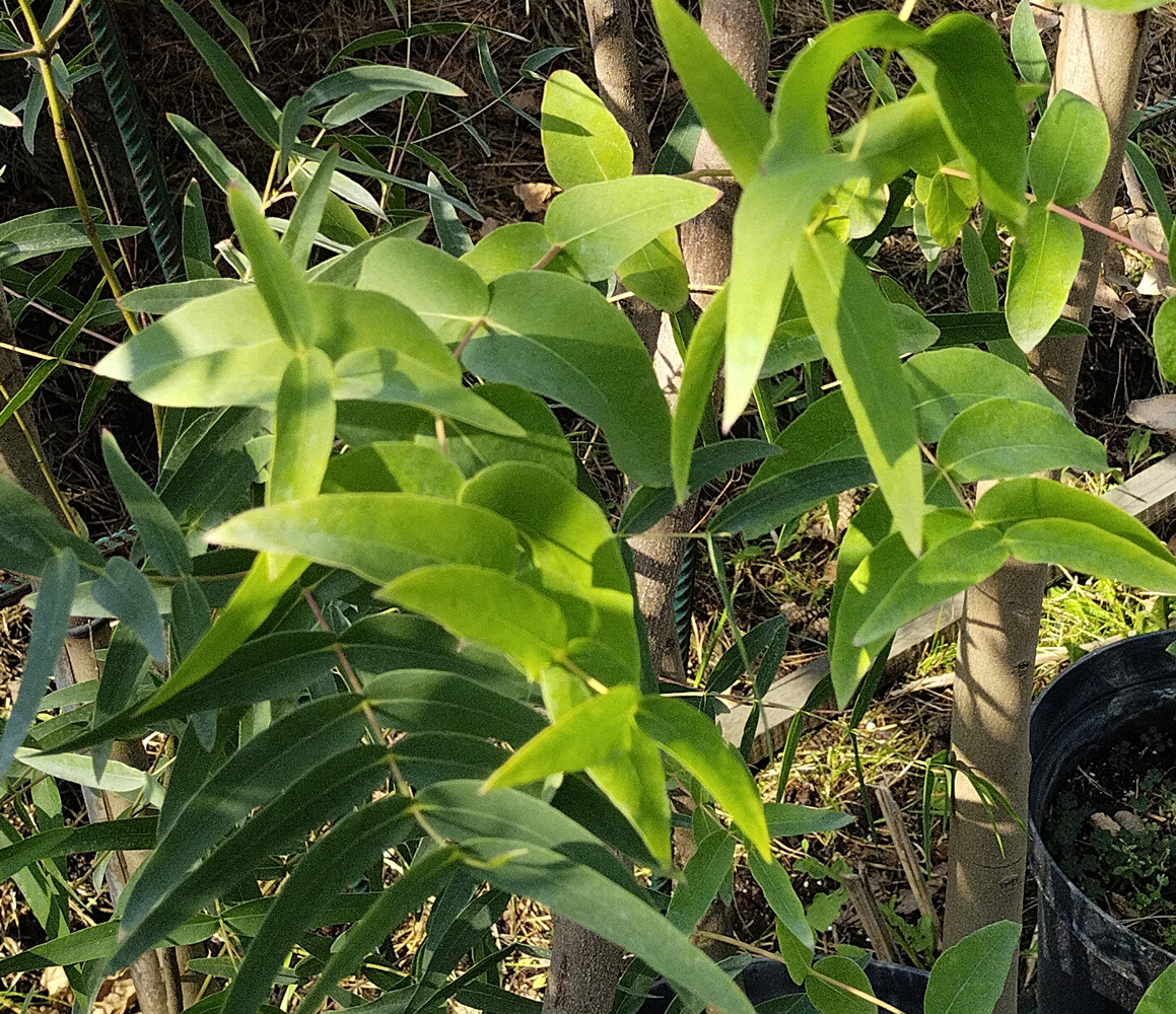 Эвкалипт иволистный (Eucalyptus salicifolia) 3 м