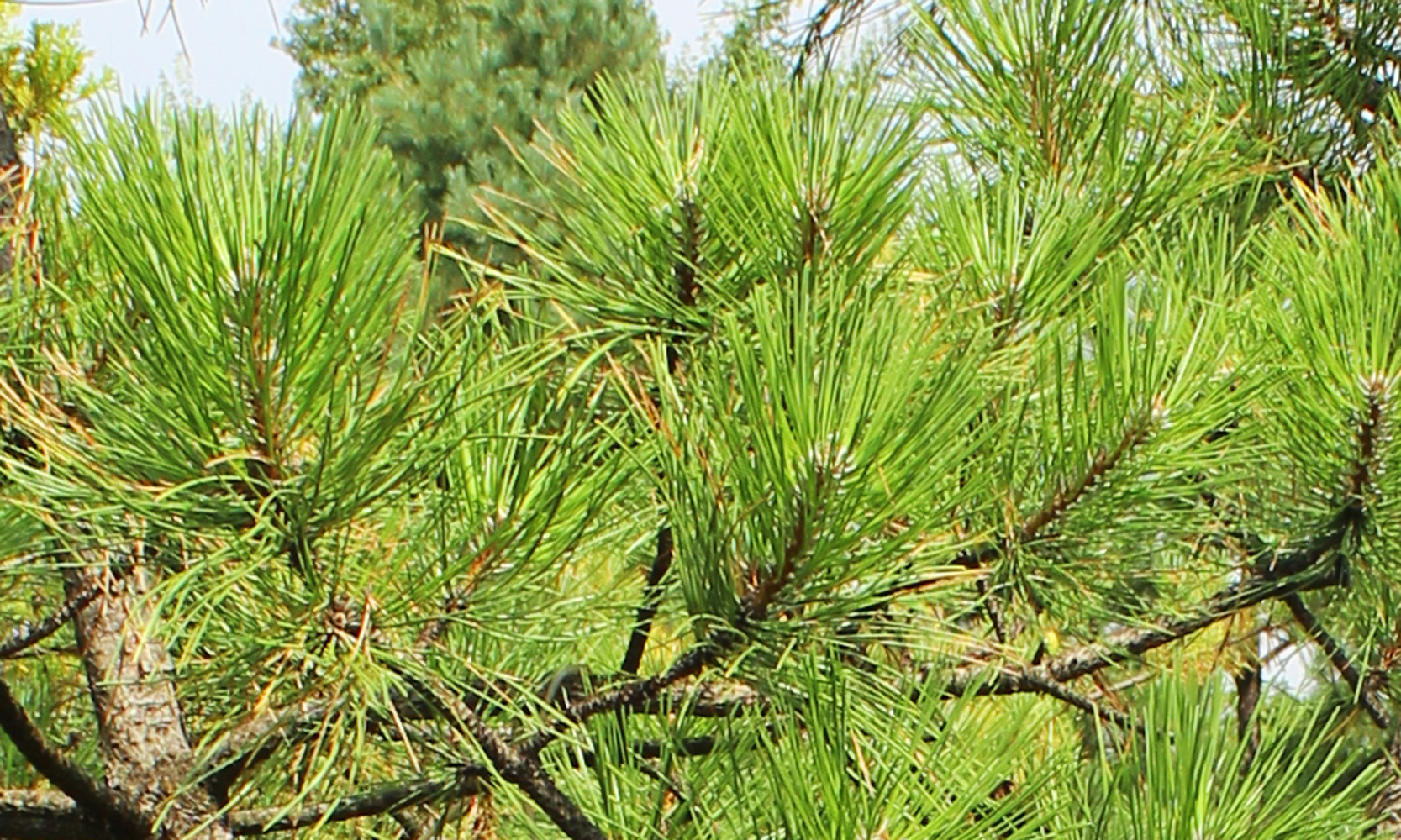 Сосна обыкновенная (Pinus sylvestris), Бонсай 5к