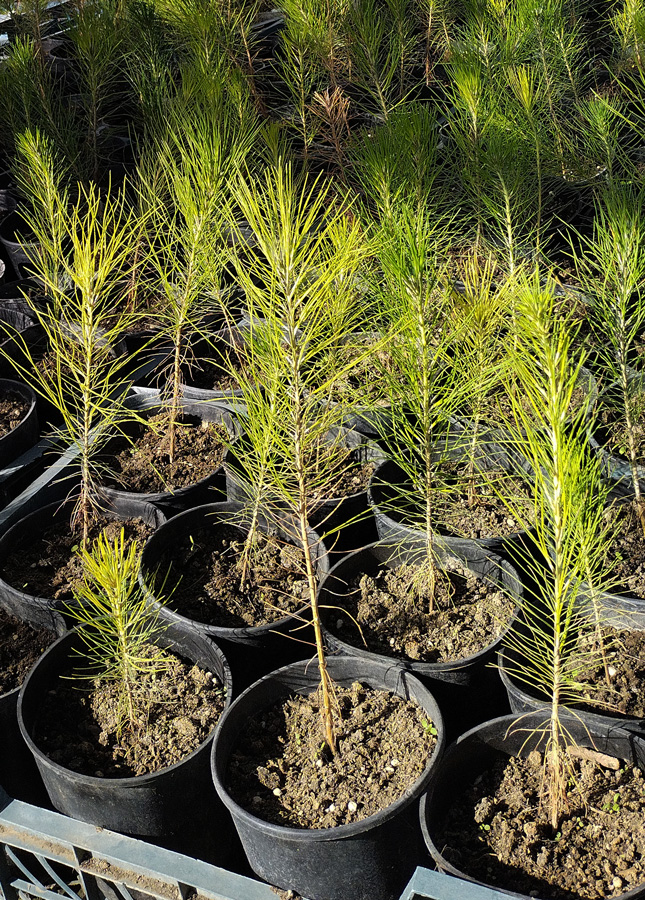 сосна эллиота (pinus) h 0,20-0,40 м, с2 - Сортовая - 500 ₽
