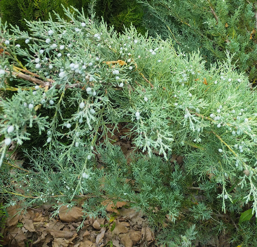 можжевельник виргинский хетц (juniperus) h 1-1,2м, d 1-1,2м, ком - Вертикальный - 10 500 ₽