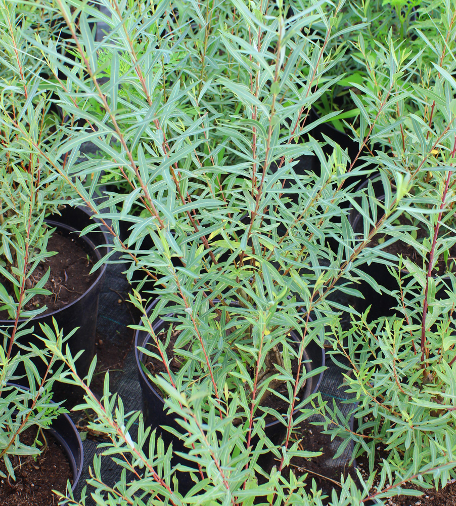 Ива пурпурная Нана (Salix purpurea Nana) С2