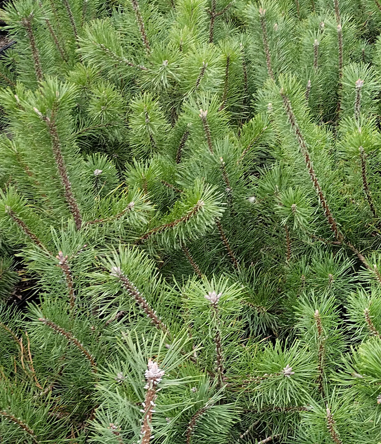 сосна горная унцината (pinus) h 0.30-0.50 м, d 0.20 см, ком - Сортовая - 5&nbsp;000 ₽