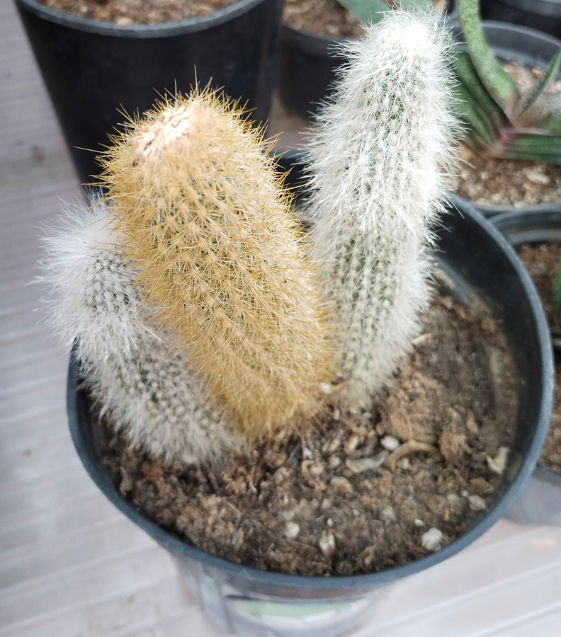 кактус цефалоцереус старческий (cephalocereus) h 0,15- d 0,40 см. с2 - Кактус - 1&nbsp;800 ₽