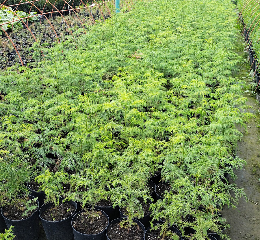 криптомерия элегант виридис (cryptomeria) h 0,20-0,40м, с4 - Криптомерия - 900 ₽