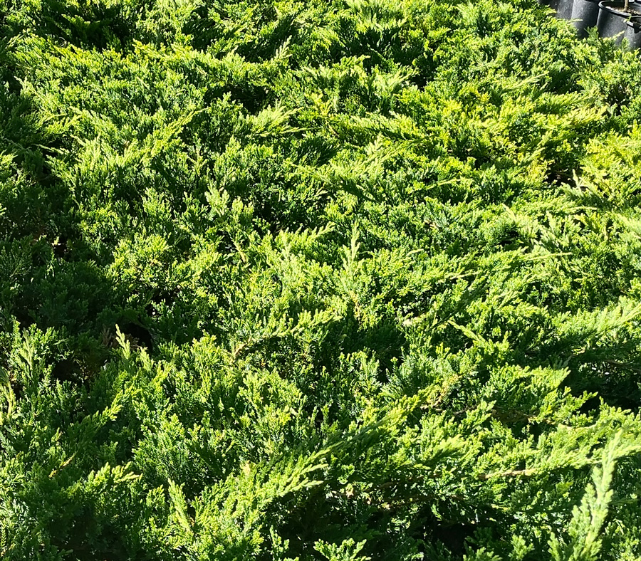 можжевельник горизонтальный принц уэльский (juniperus) d 0,50 м, с10/с12 - Почвопокровный - 1 950 ₽