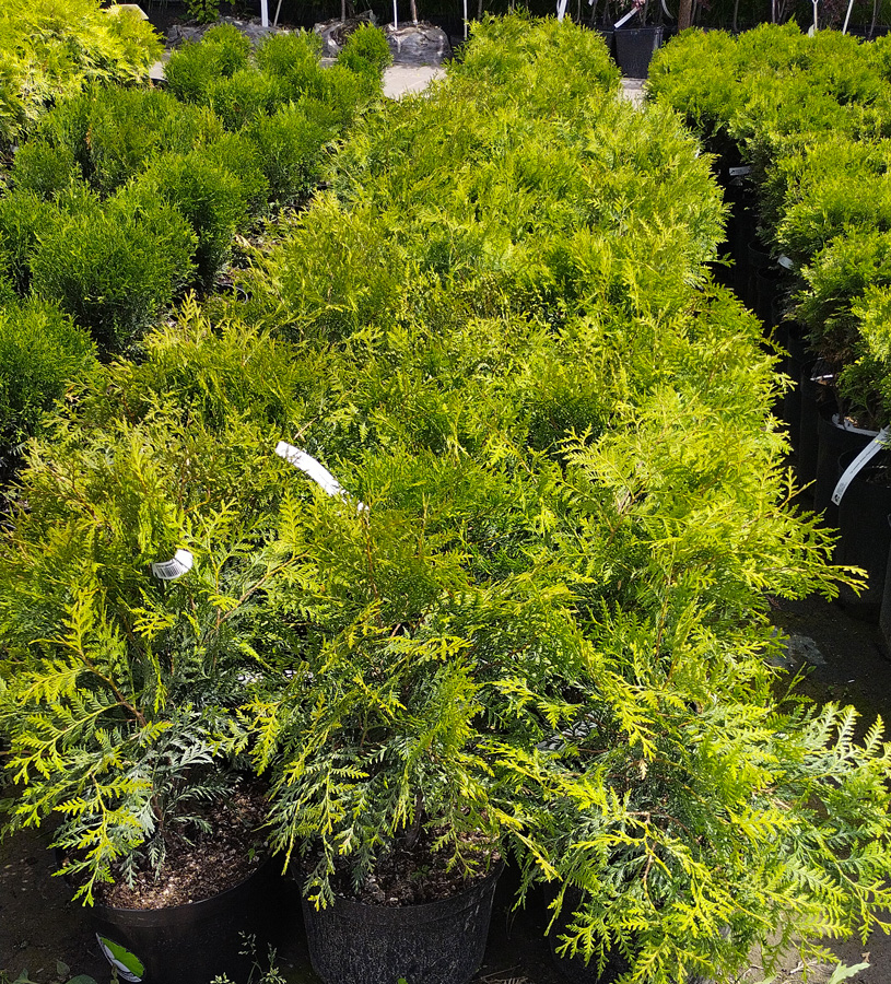 туя западная вудварди (thuja)  h 0,40-0,45 м, d 35-40 см, с7,5 - Шаровидная - 2&nbsp;550 ₽