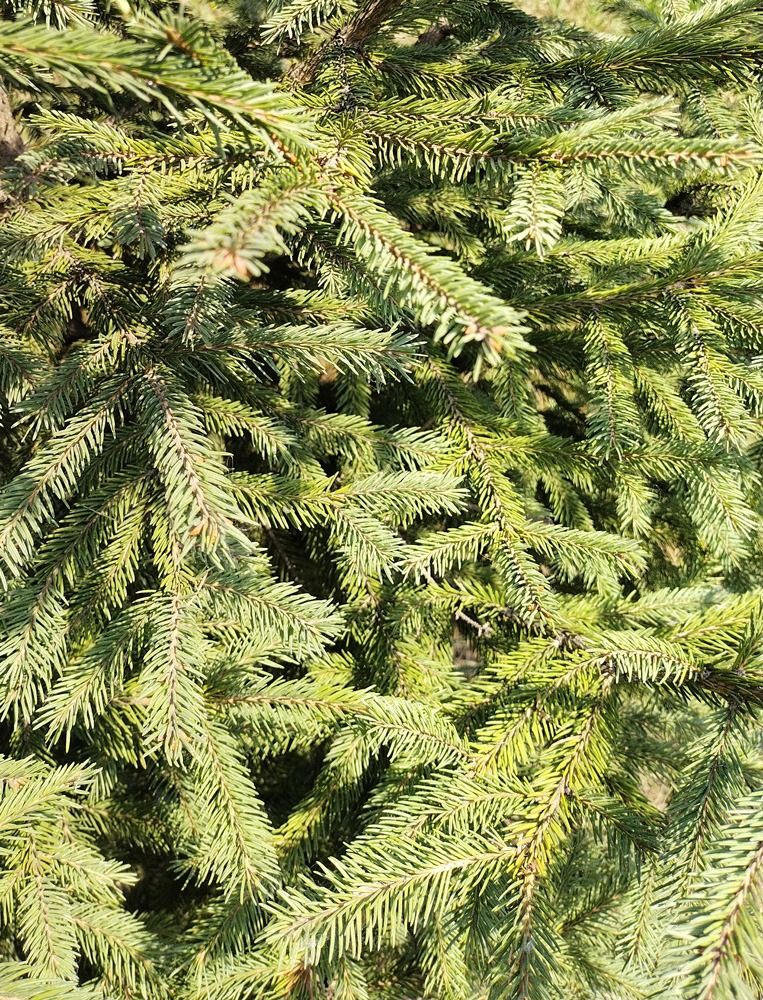 Ель обыкновенная (Picea abies) 2.0-2,5м(ком)
