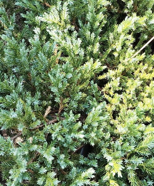 можжевельник чешуйчатый “блю карпет” (juniperus squamata 'blue carpet') d 1,0-1,5м, грунт - Почвопокровный - 7 000 ₽