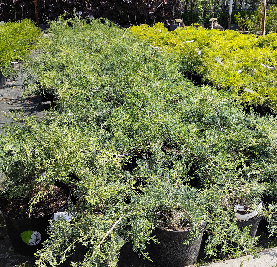 можжевельник виргинский хетц (juniperus)h 0,30- d 0,50м с5/с4 - Казацкий - 1&nbsp;600 ₽