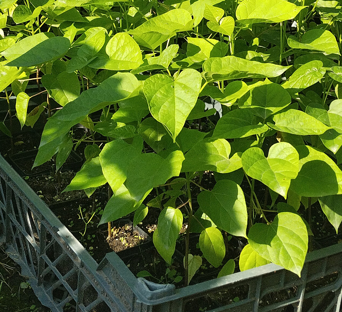 катальпа бигнониевидная/обыкновенная (catalpa bignonioides) р9 - Катальпа - 150 ₽