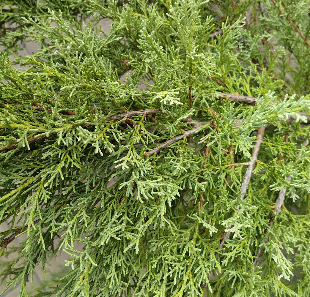 Можжевельник виргинский Грей Оул Juniperus virginiana Grey Owl  ( ком)