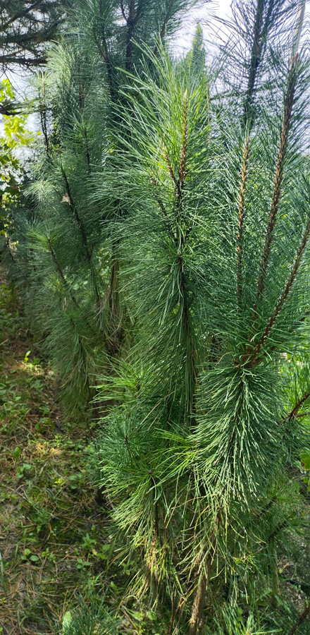 сосна чёрная грин тауэр (pinus) h 1,6-1,8м, d 60-70см, c50 - Сортовая - 34 650 ₽
