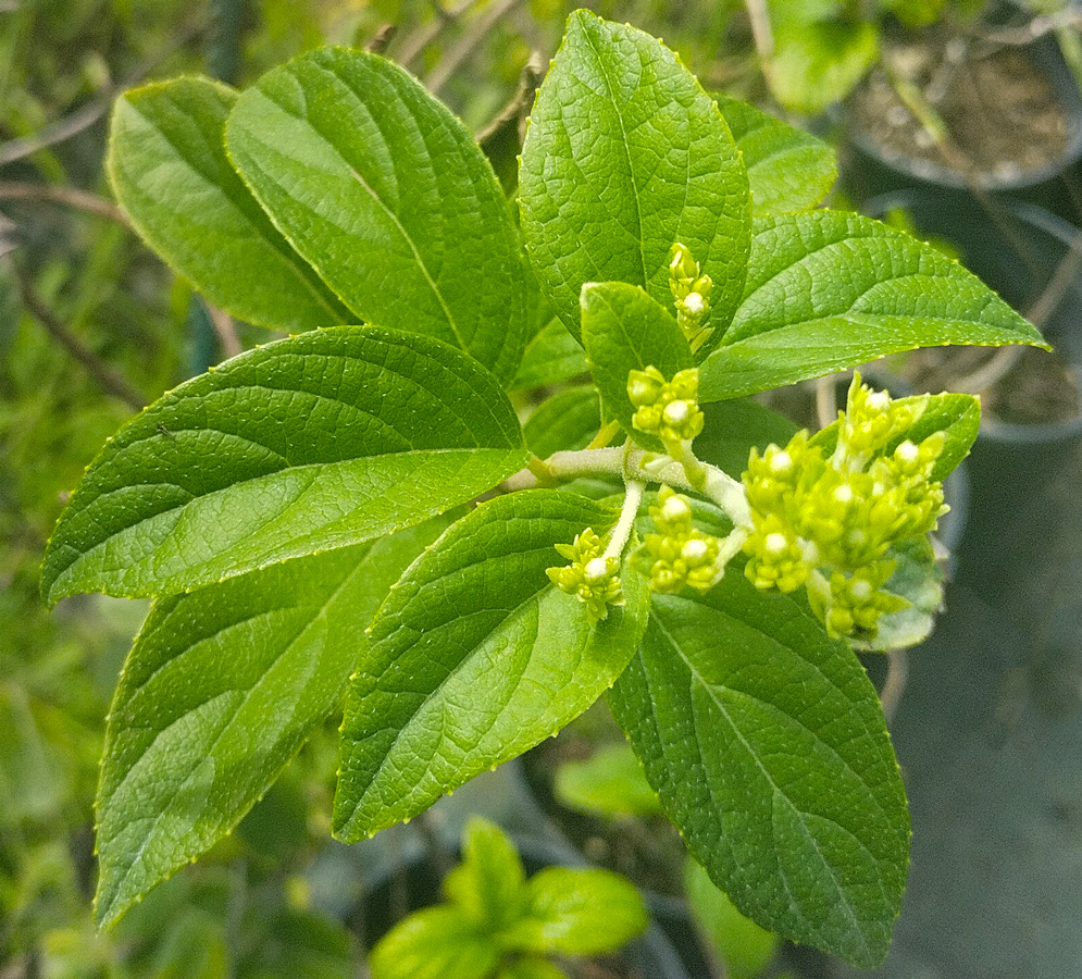 гортензия метельчатая (hydrangea) в ассортименте, c2 - Гортензия - 1 300 ₽