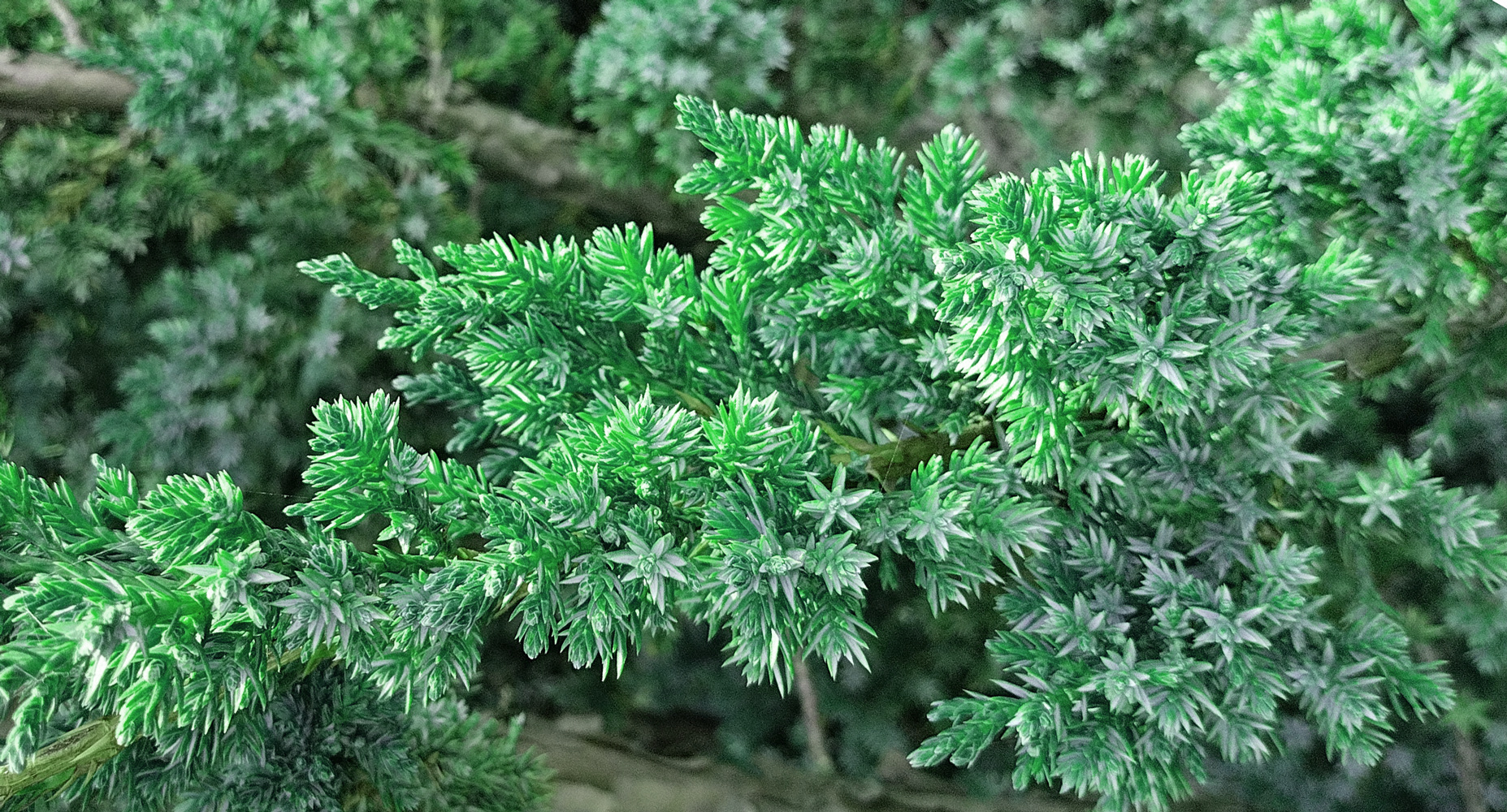 можжевельник китайский блю альпс (juniperus) h 0,50-0,90м, с11 - Вертикальный - 3 500 ₽