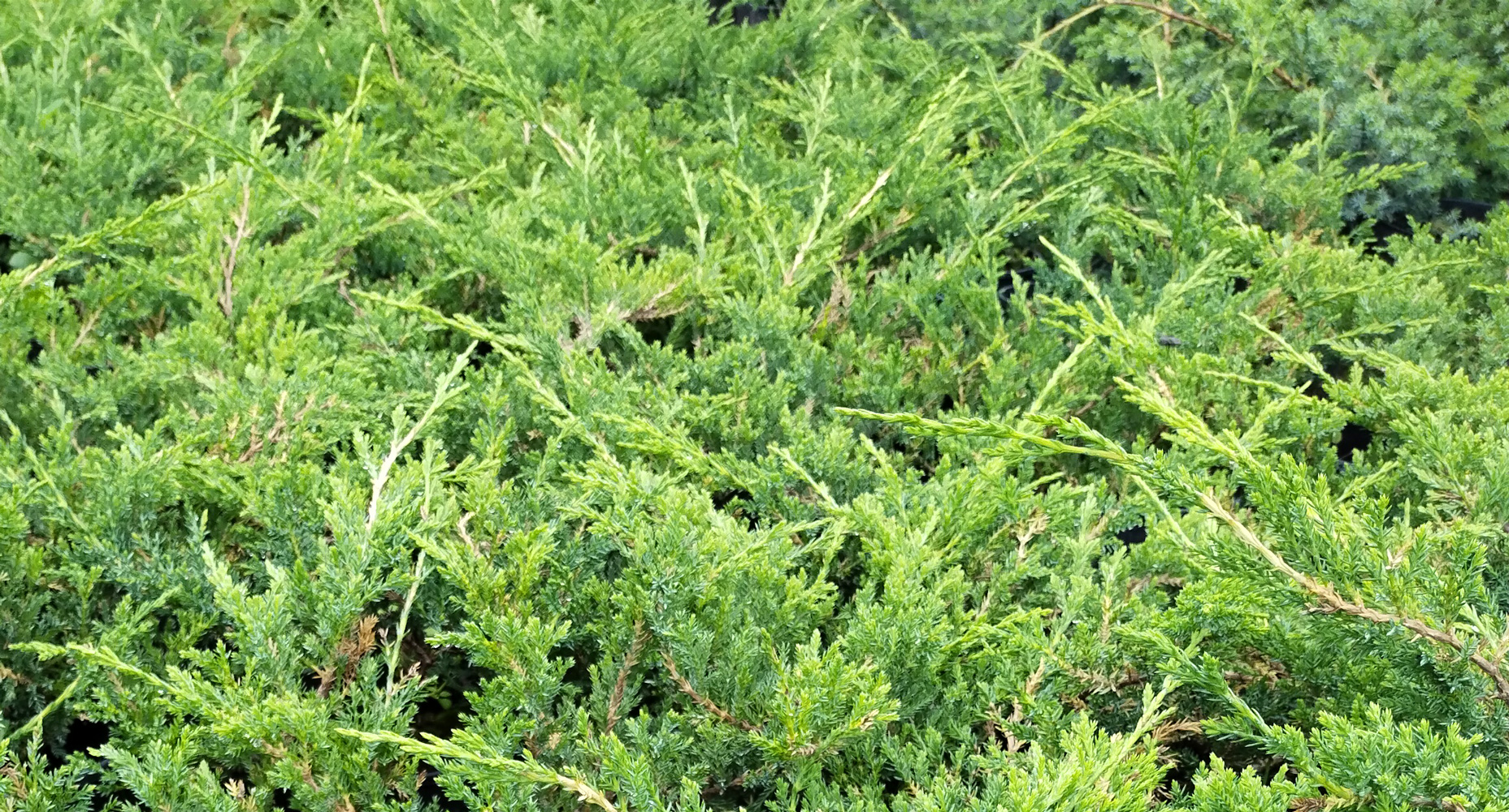 можжевельник горизонтальный "принц уэльский" (juniperus horisontalis 'prince of wales') с5 - Почвопокровный - 1 200 ₽