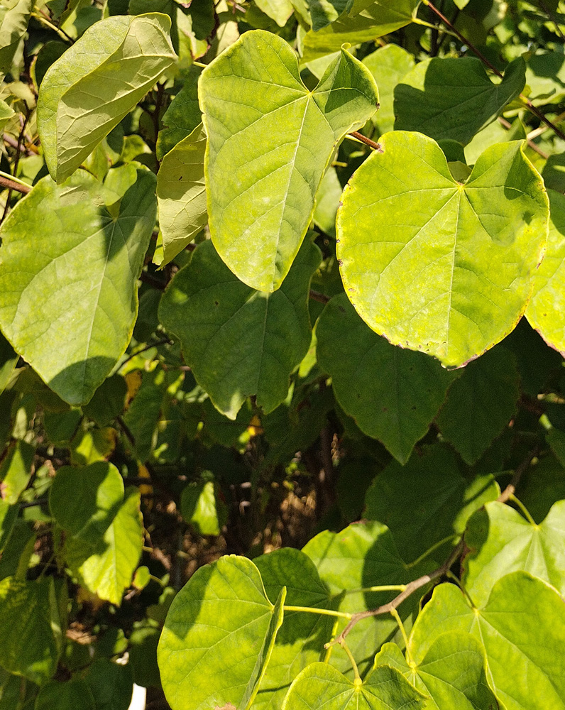 церцис канадский (cercis canadensis) h 1.5-2 м, ком - Церцис - 3 500 ₽