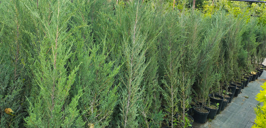 можжевельник скальный блю эрроу (juniperus) h 1,2- 1,8м,  с15 - Вертикальный - 6 850 ₽