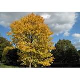 ясень золотокорый (fraxinus) h 1-1,5 м, ком - Ясень - 6 200 ₽
