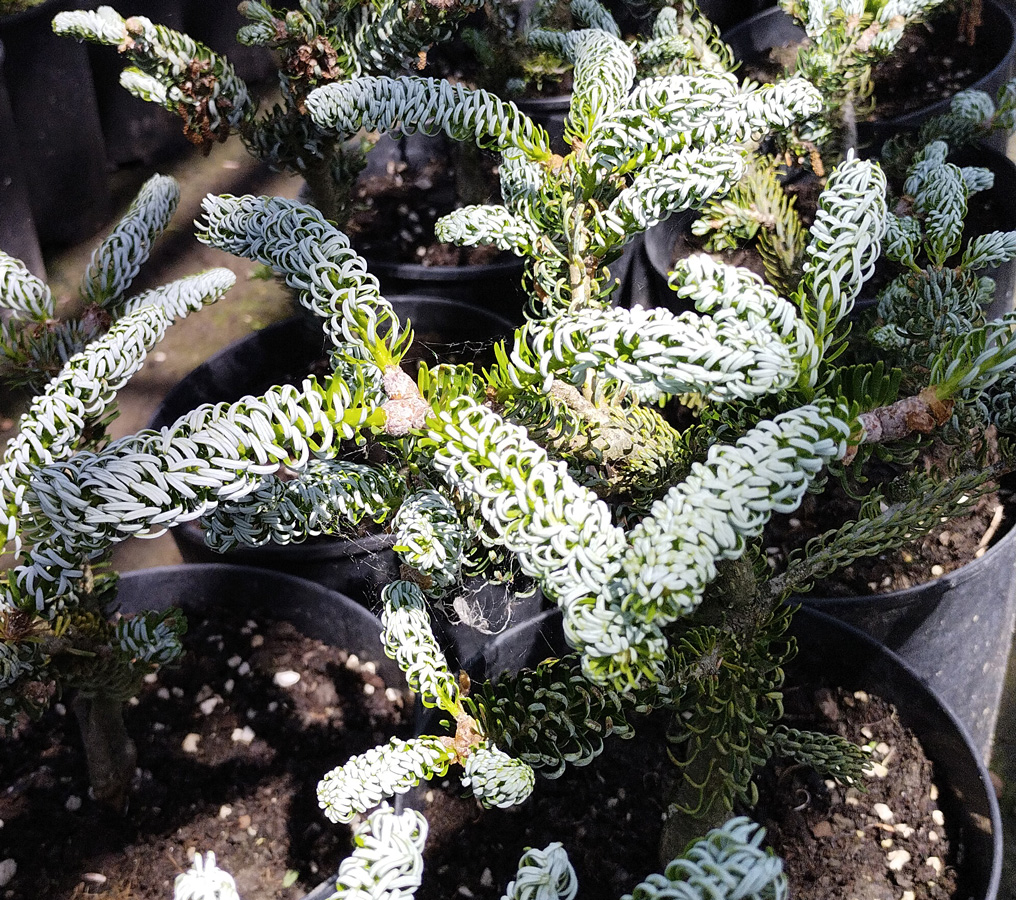 пихта корейская сильберлок (abies) h0,15-0,30 м, с4 - Пихта - 8 000 ₽