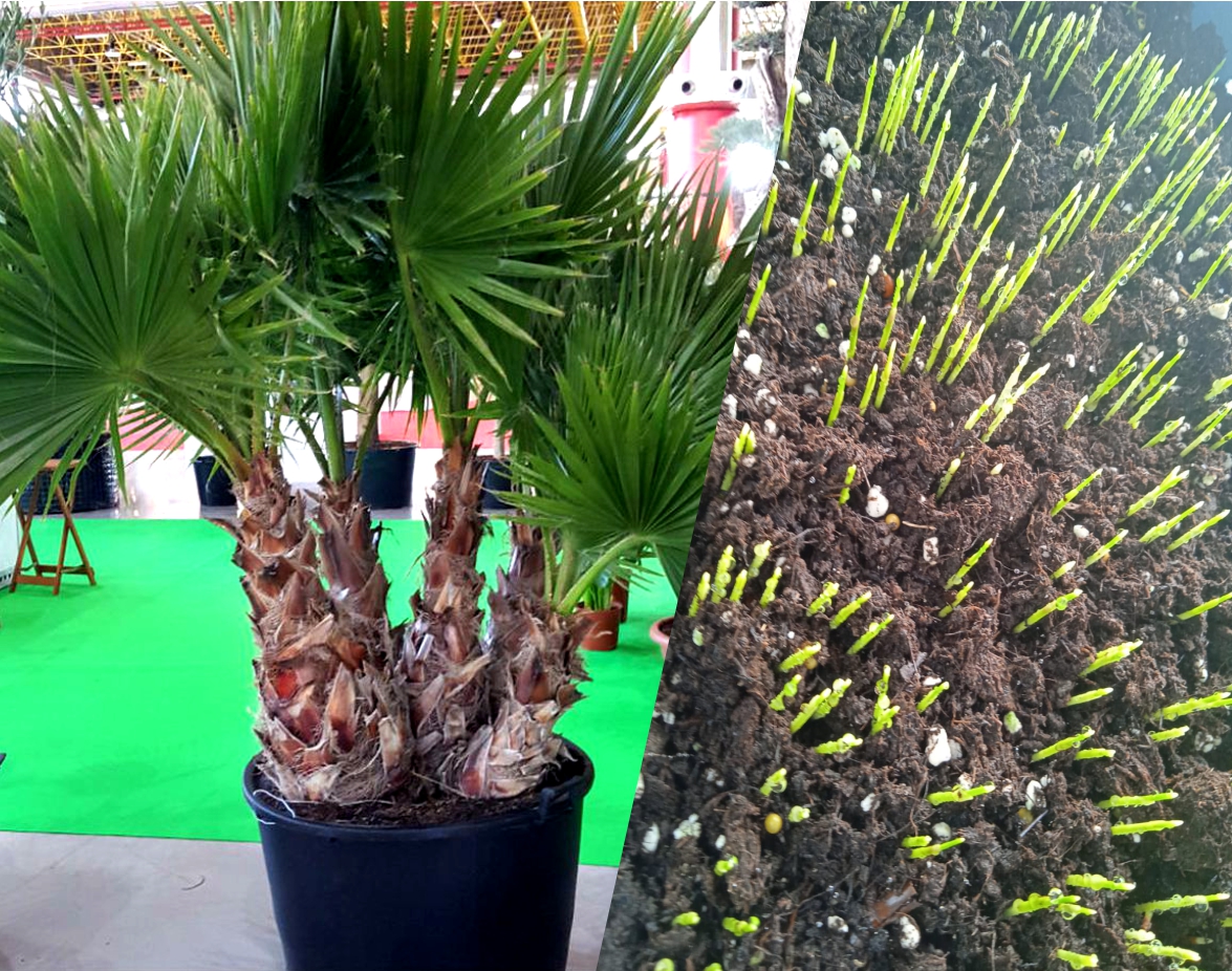 пальма вашингтония робуста (washingtonia robusta) сеянец от 10 шт - Вашингтония - 50 ₽