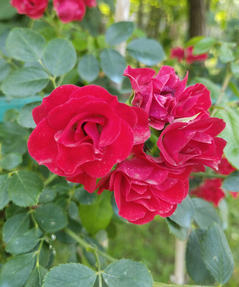 роза (rosa) в ассортименте, штамб,1,2-1,4м, с5/с15  - Роза - 4 900 ₽