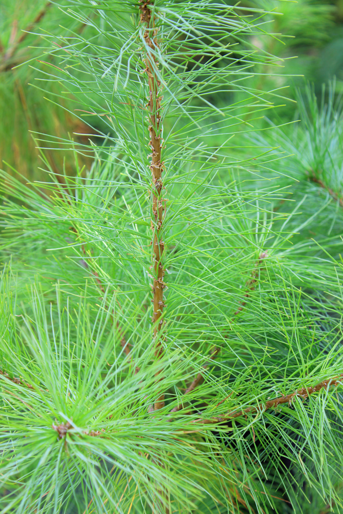 Сосна веймутова (Pinus strobus) С20