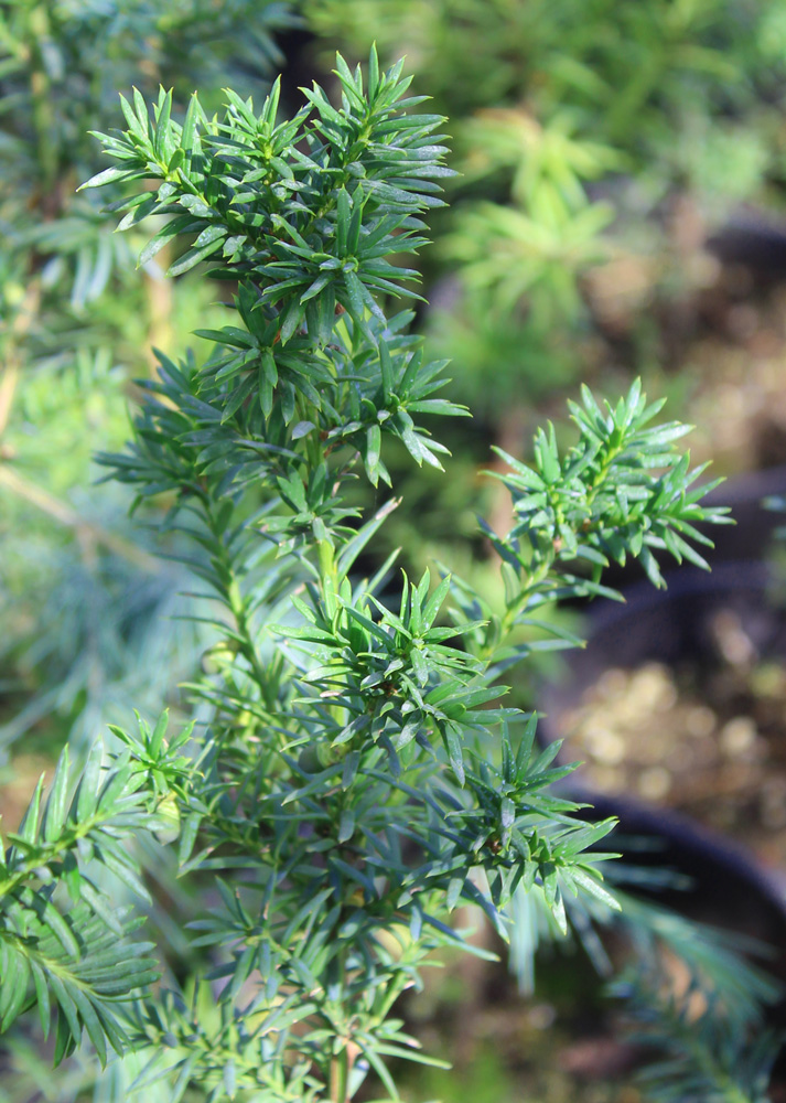 Тисс средний (Taxus media) С7