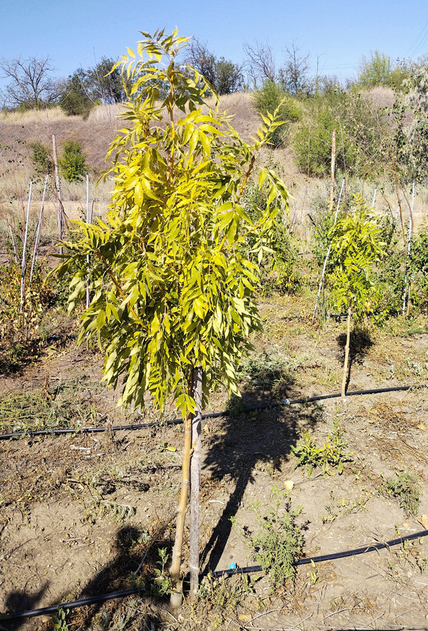 ясень золотокорый (fraxinus) h 1-1,5 м, ком - Ясень - 6 200 ₽