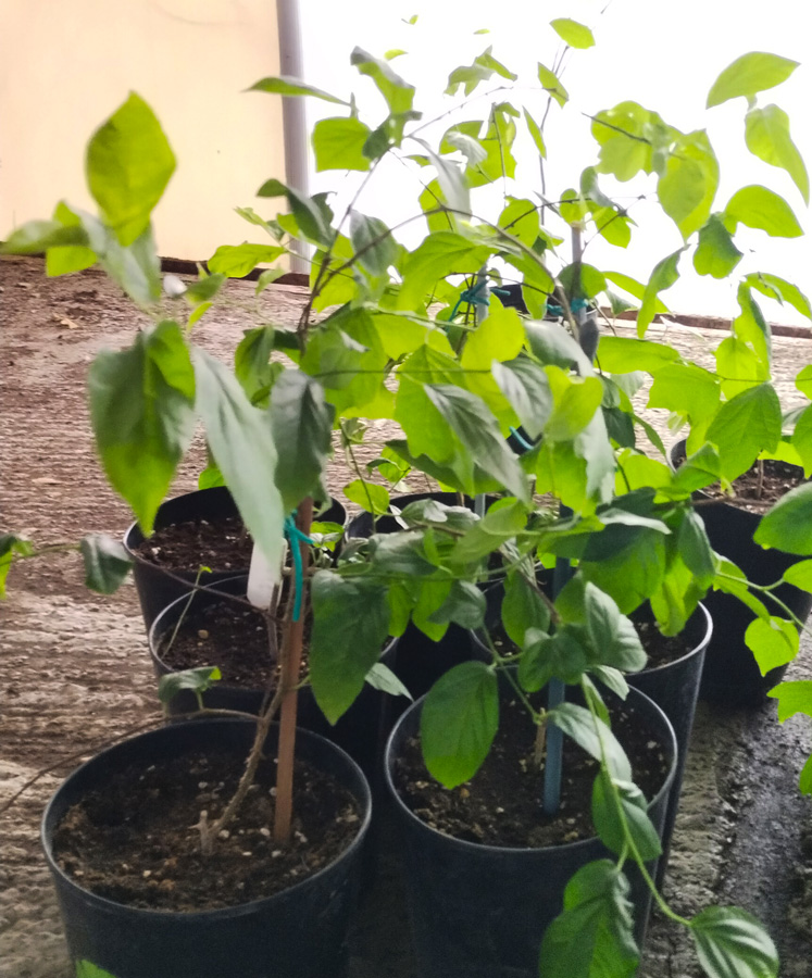 кудрания (клубничное дерево) (cudrania) h 0,50-0,70 м, с4 - Кудрания - 1&nbsp;000 ₽