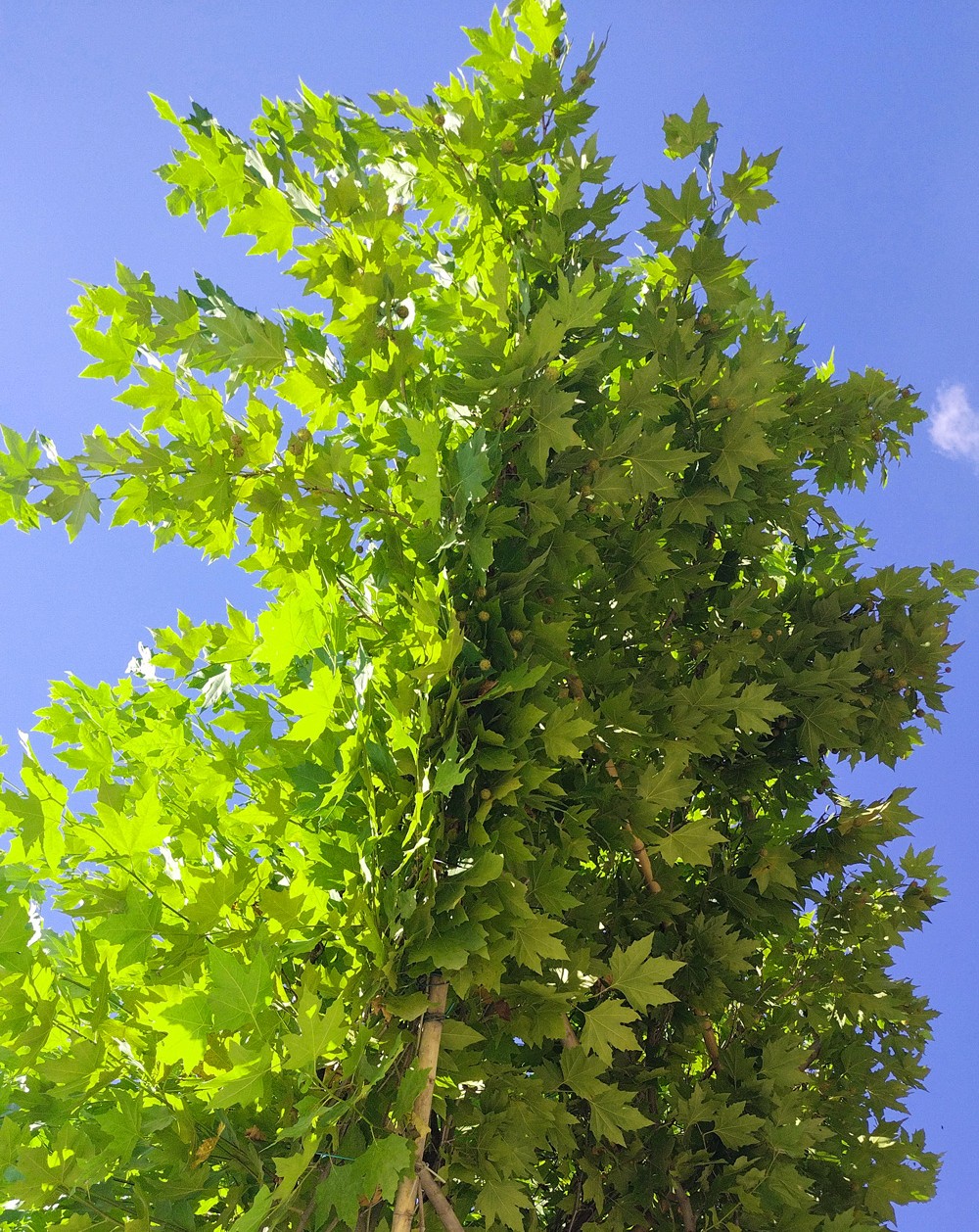 платан кленолистный (platanus × acerifolia), d 5.0-8.0см; h 4.0-5.0м грунт - Платан - 40 000 ₽