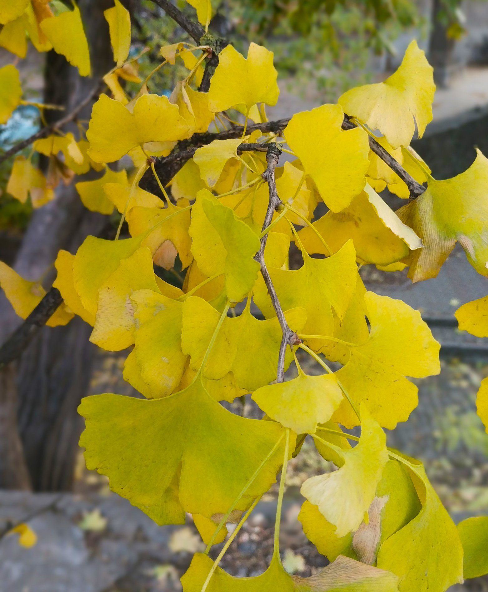 гинкго билоба (ginkgo biloba) h 0,10-0,20м, с2  - Гинкго билоба - 600 ₽