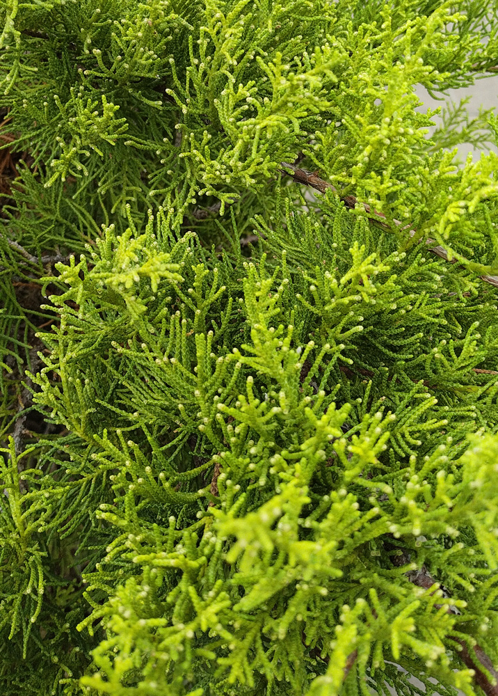 Можжевельник(Juniperus chinensis), Бонсай 2
