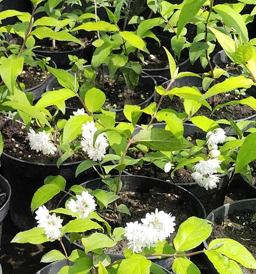 дейция шершавая (deutzia) h 0,10-0,20 м,  с3 - Дейция - 500 ₽