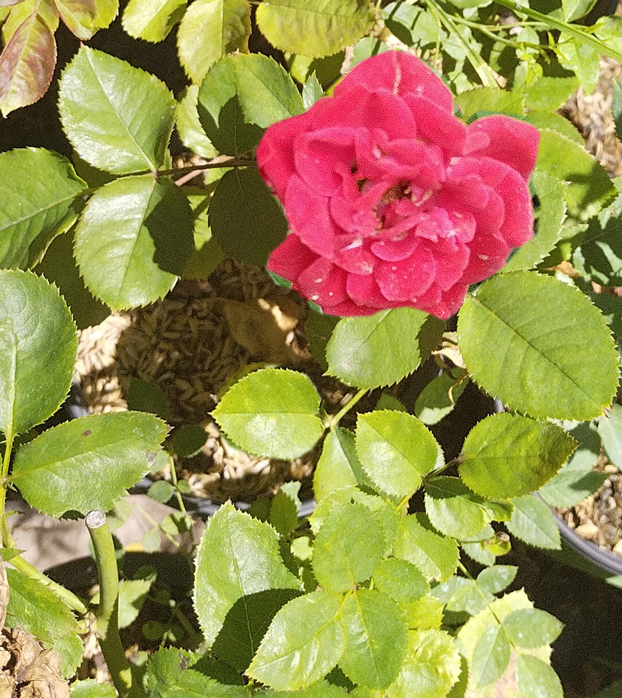 Роза (Rosa) в ассортименте С2