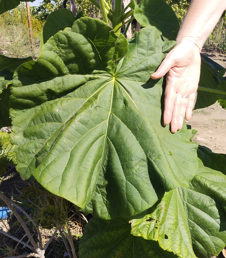 павловния войлочная (paulownia) h 2,4-3 м, d 2-3 см, ком - Павловния - 7 900 ₽