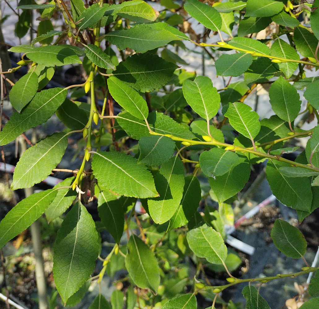 Ива козья (Salix caprea) 1,5м, штамб, С7