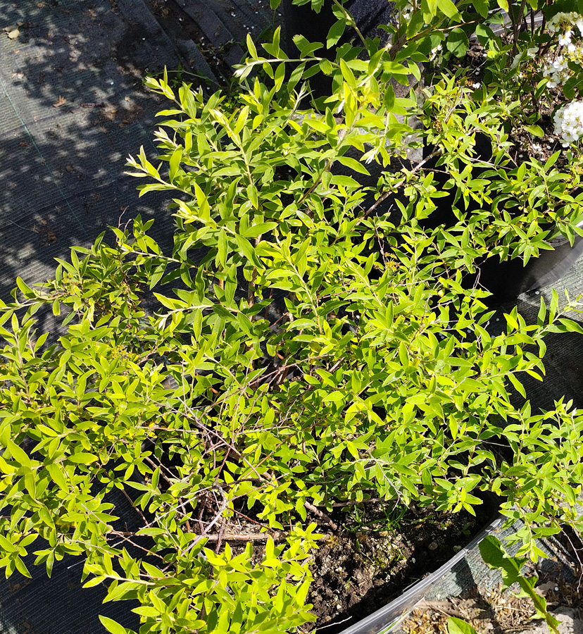 спирея серая «грефшейм» (spiraea cinerea 'grefsheim') h 0,60-0,80 м. c 11 - Спирея - 1&nbsp;000 ₽