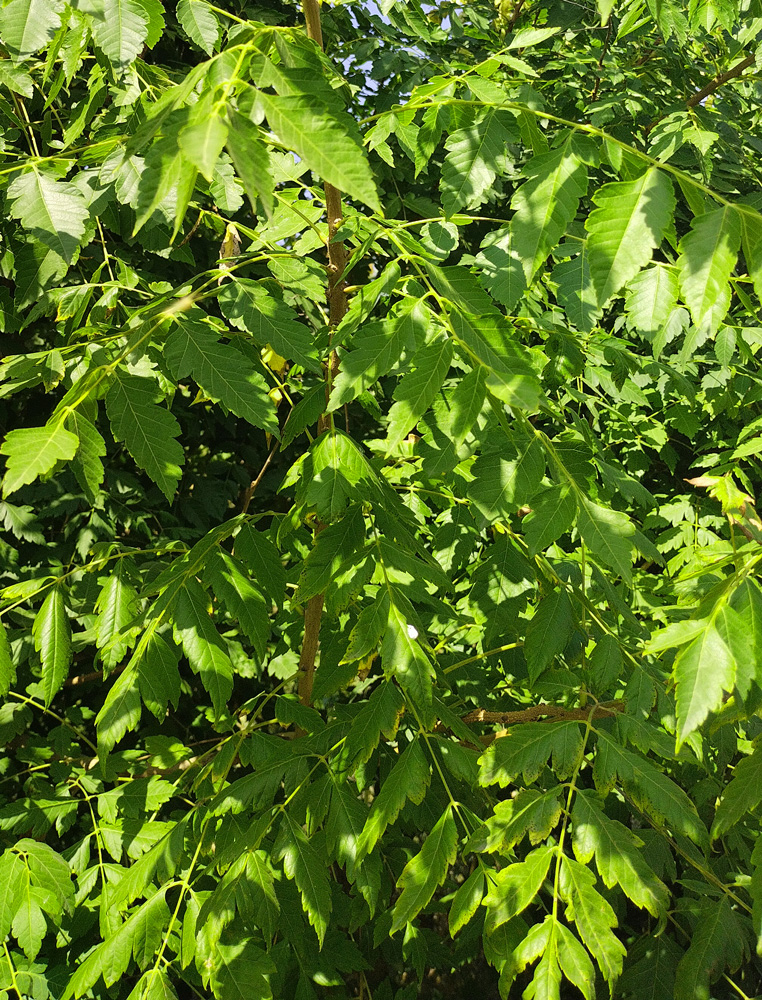 Кёльрейтерия метельчатая ( Koelreuteria paniculata) С2