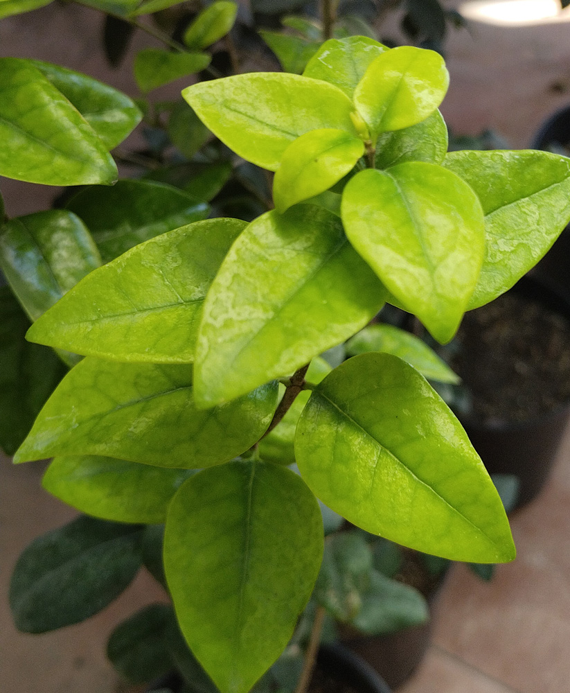 Бирючина вечнозеленая (Ligustrum vulgare) С6