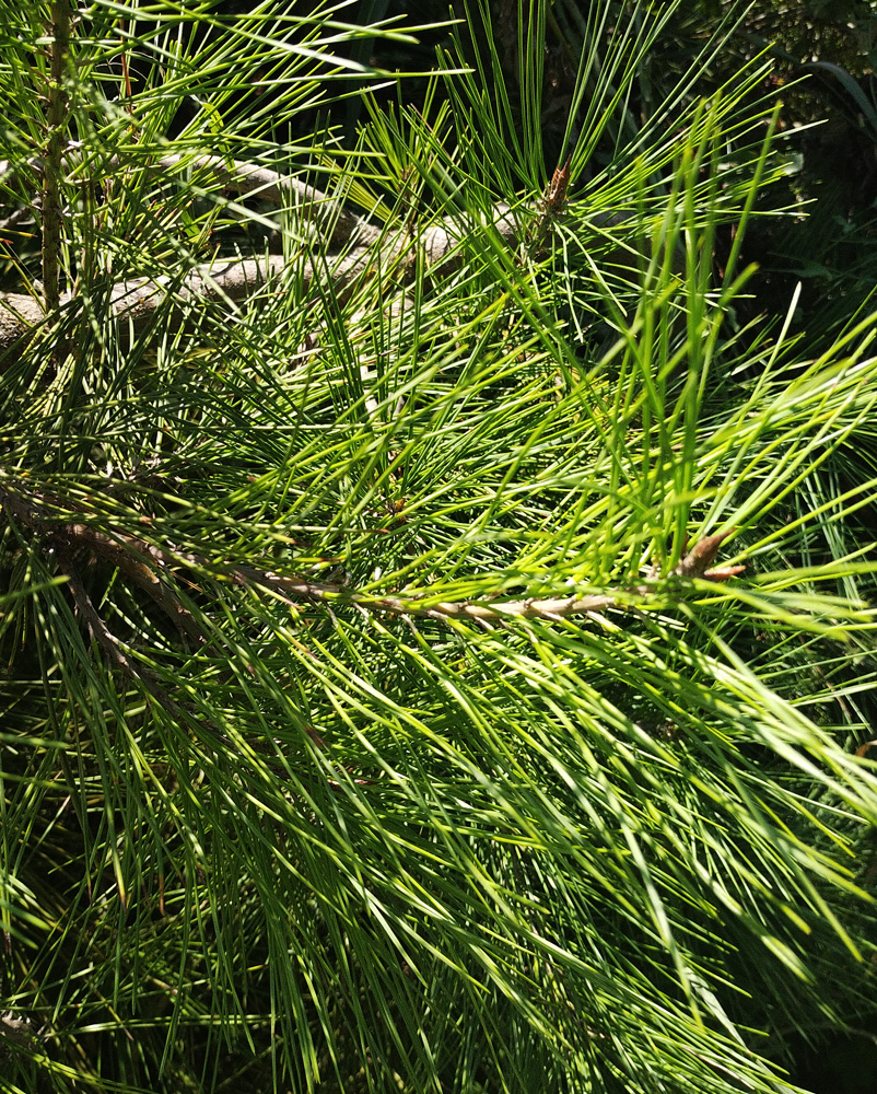 Сосна горная (Pinus mugo), ком, 2.5+ м